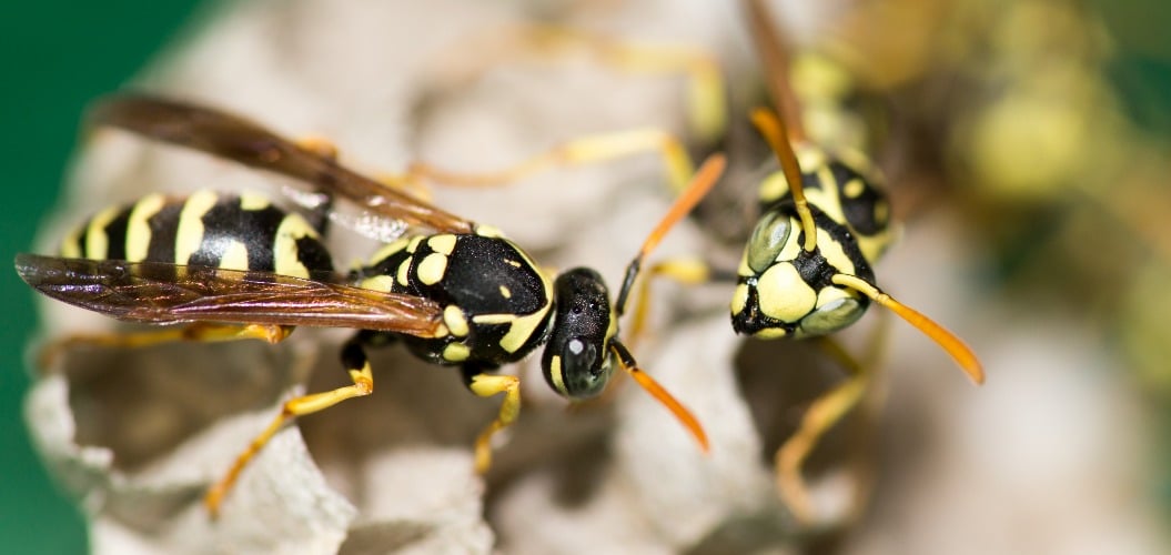 A wasp for hives in nature