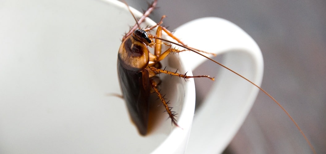 Close up cockroach in mouth white cup