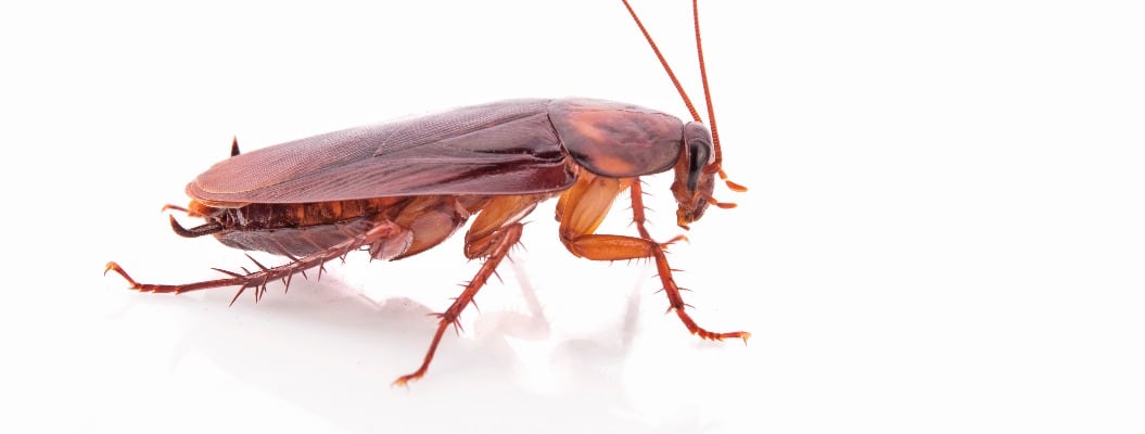 cockroach isolated on white