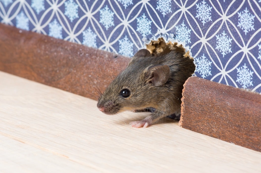 Common house mouse  looks out from a mink in the wall