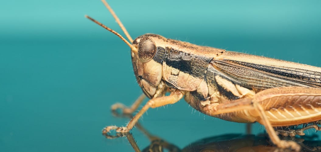 cricket about an leaf with blue background