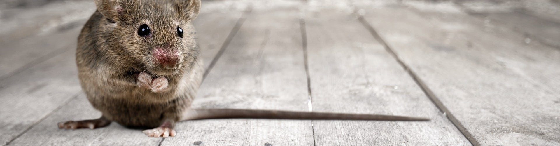 Gray small cute mouse on wooden background