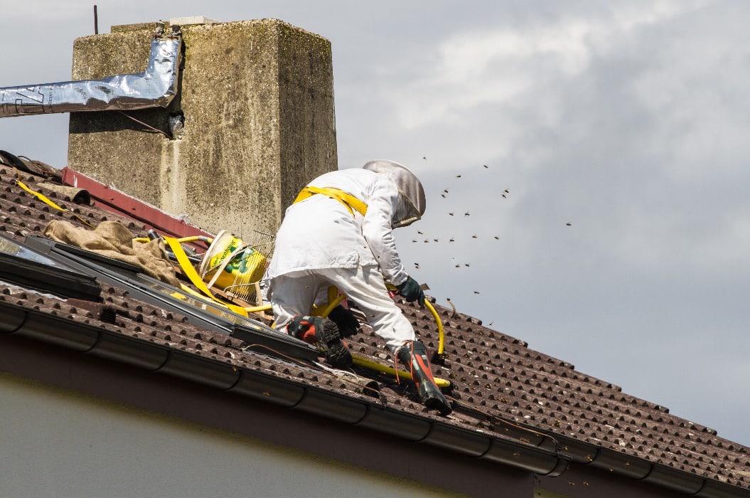 Hornissennest / Insektennest Entfernung