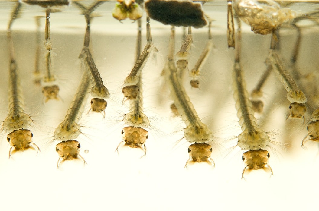 Mosquito larvae