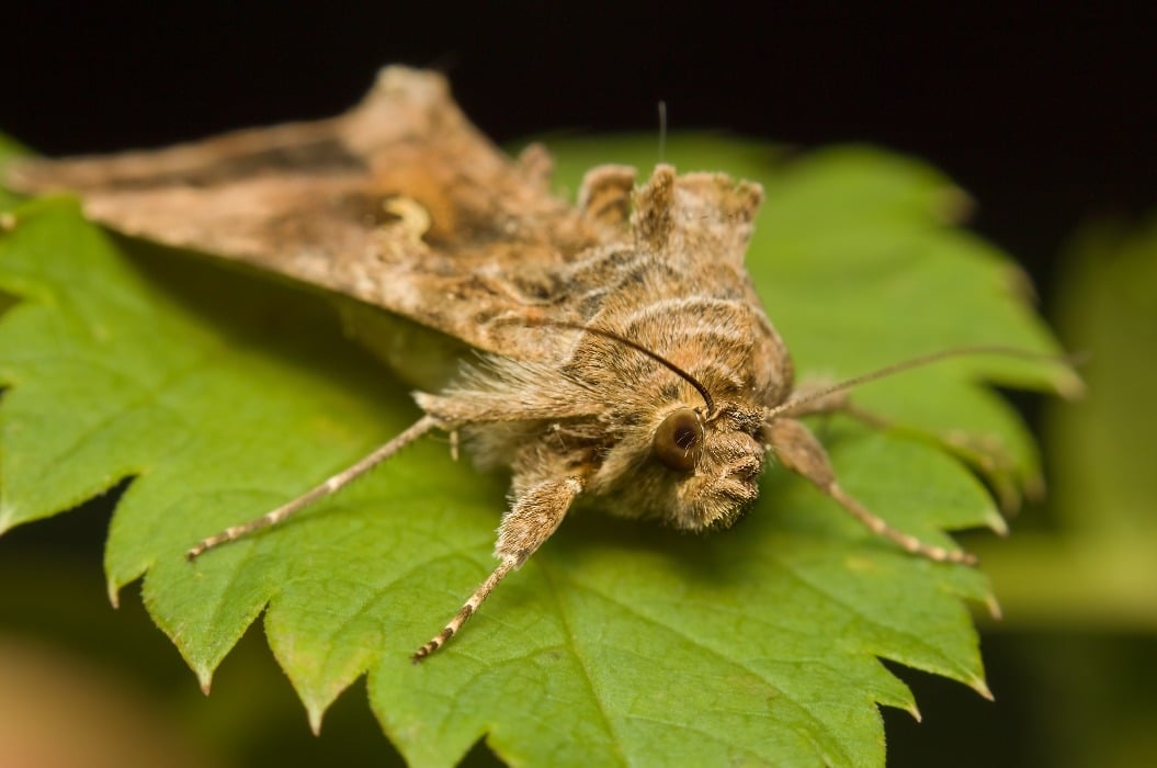 moth Silver Y Autographa gamma on a leaf