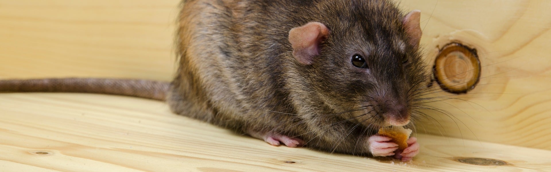 Rat eats a bread rusk.