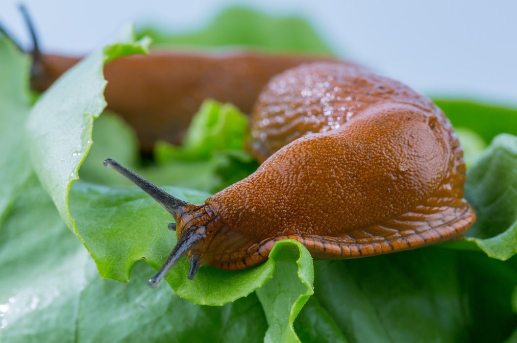 Schnecke mit Salatblatt