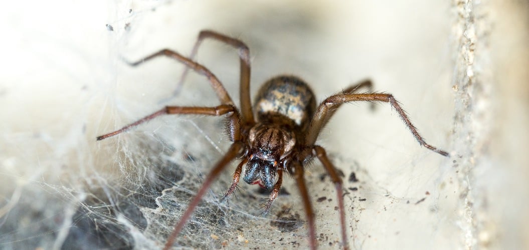 spider in the Liocranidae family on web