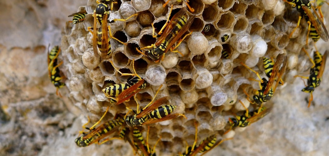 Wilde Wespen im Nest